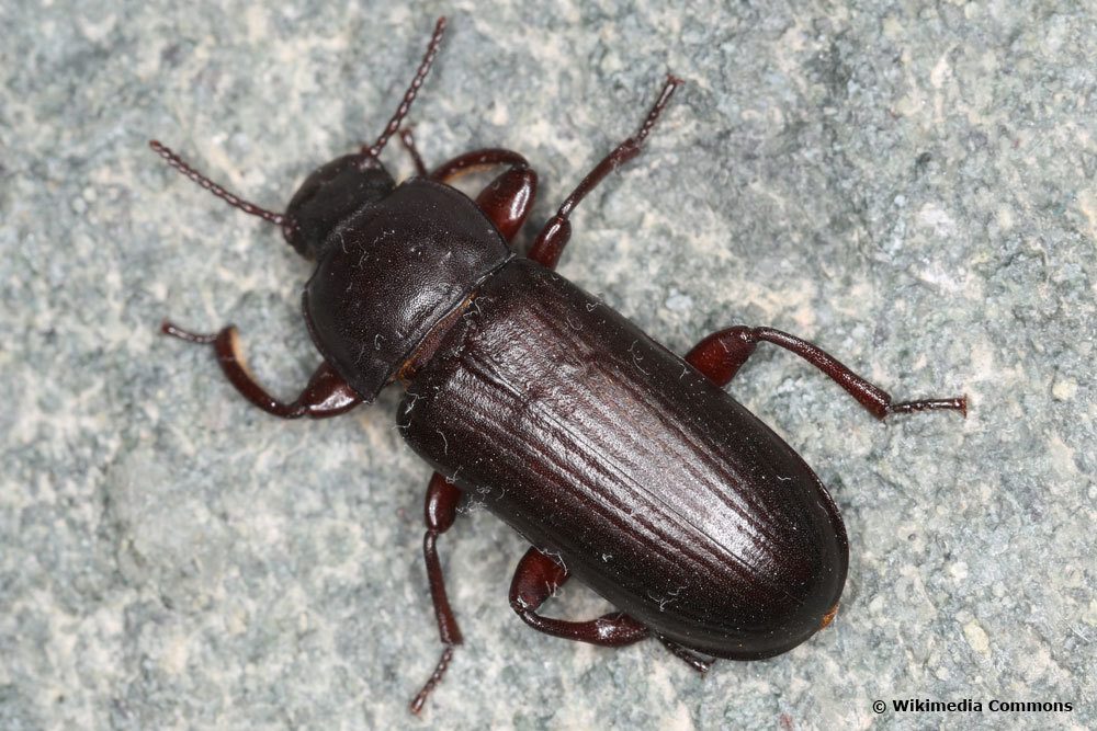 Mehlkäfer (Tenebrio molitor)