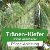 Tränen-Kiefer (Pinus wallichiana)