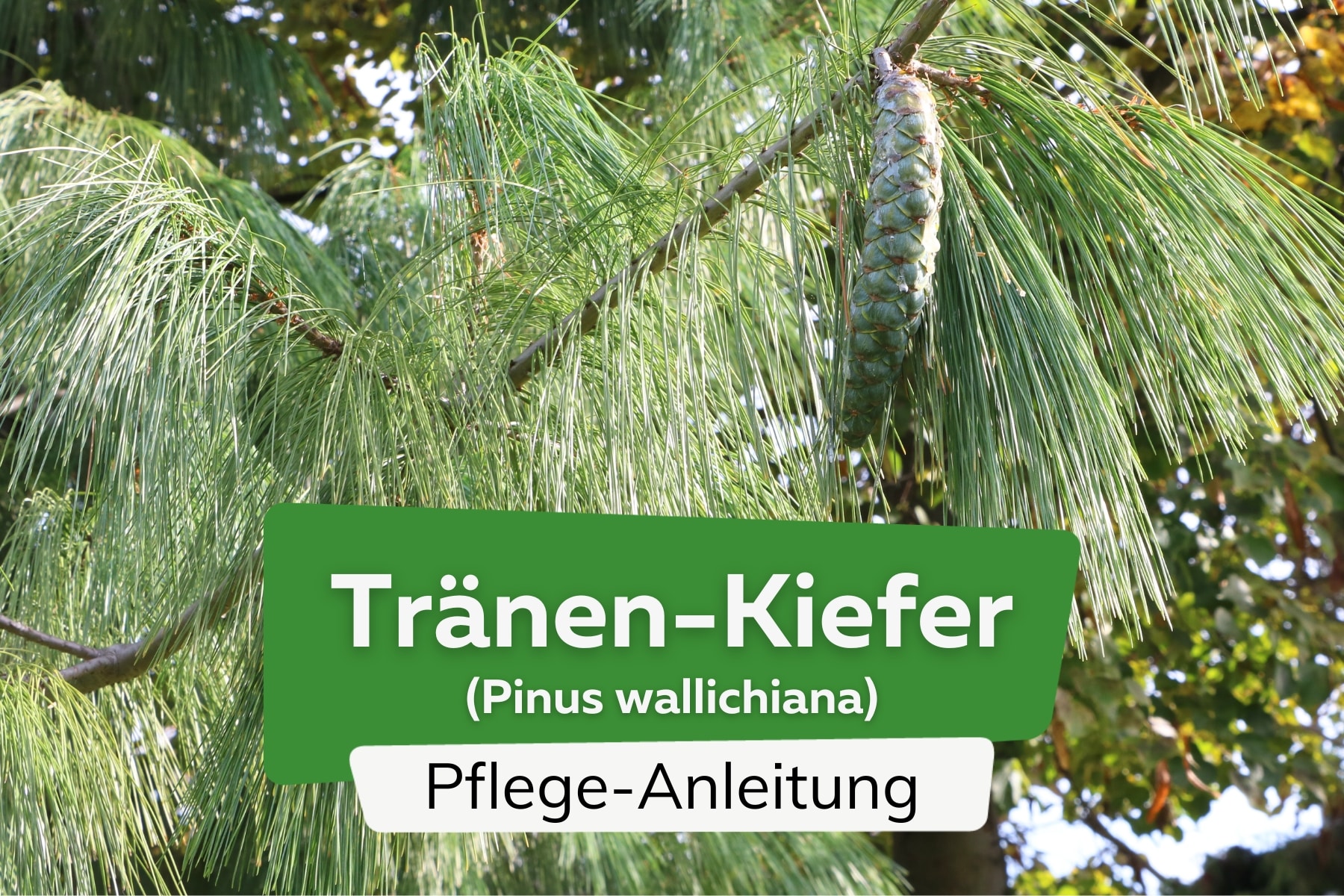 Tränen-Kiefer (Pinus wallichiana)