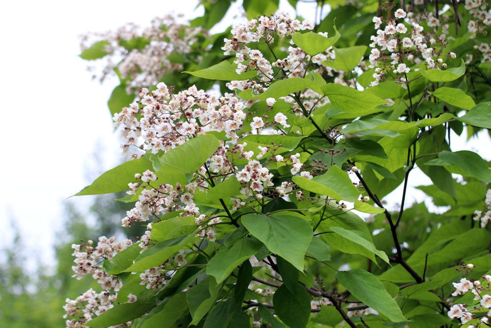 Trompetenbaum, weiße Blüten