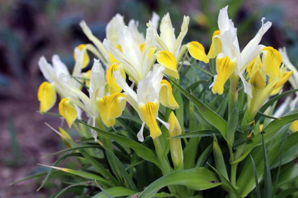 Tulipa urumiensis