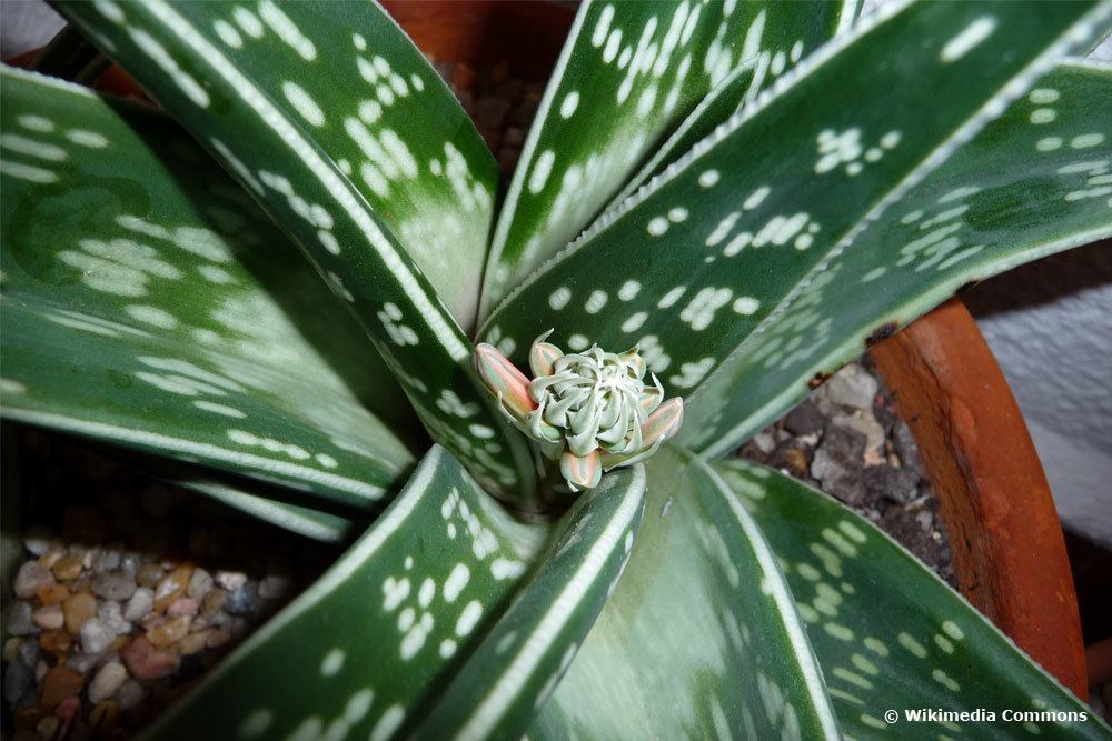 Aloe variegata