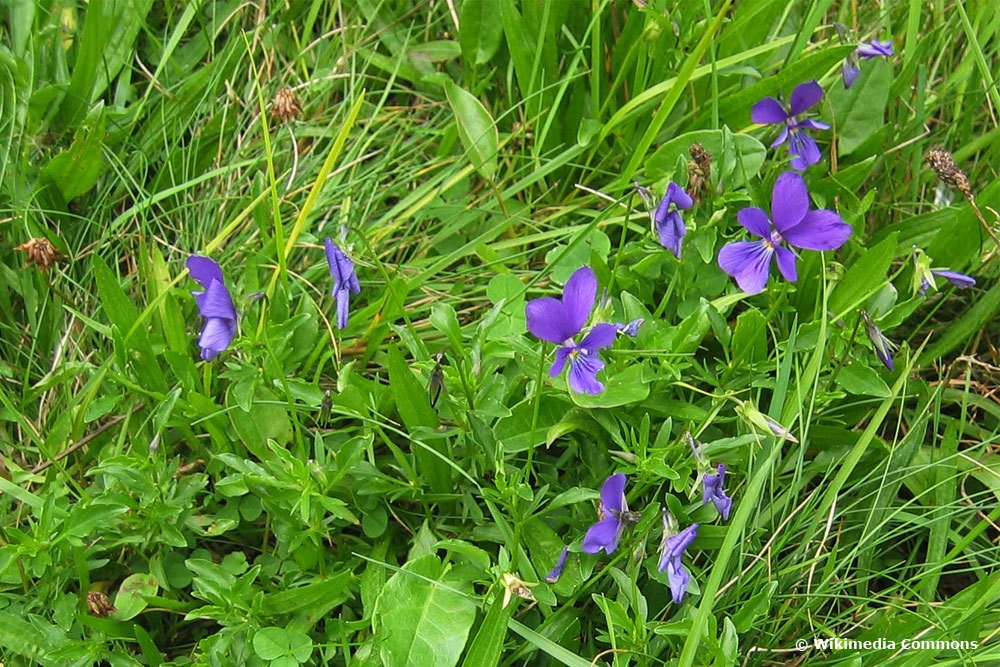 Viola guestphalica