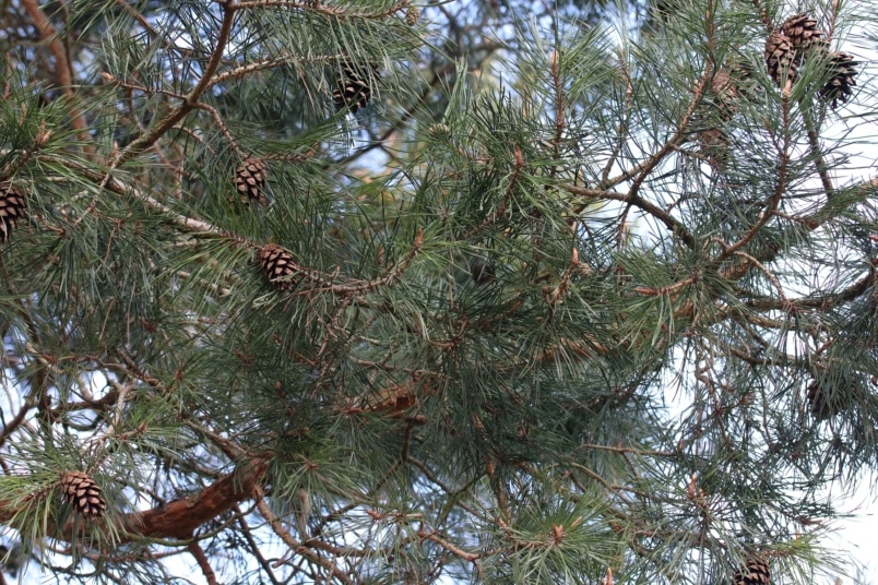 Waldkiefer (Pinus sylvestris)