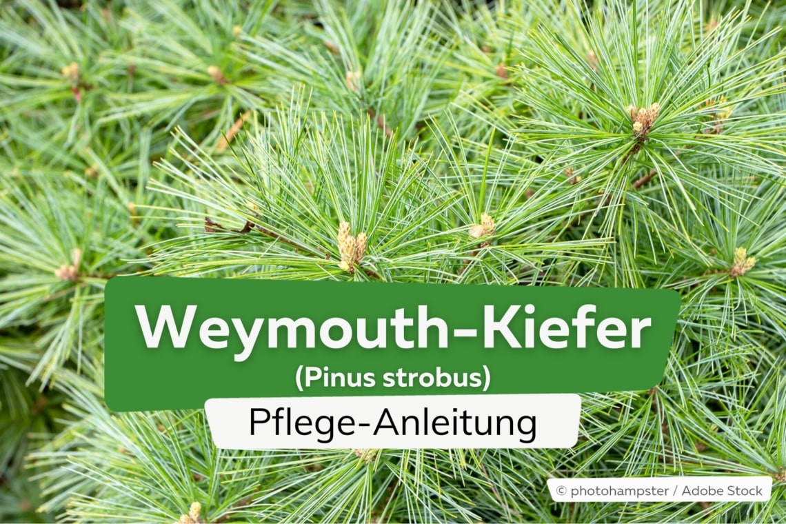 Weymouth-Kiefer (Pinus strobus)