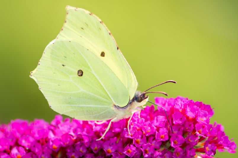 Zitronenfalter (Gonepteryx rhamni)