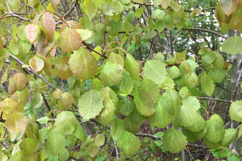 Zitterpappeln (Populus tremula)