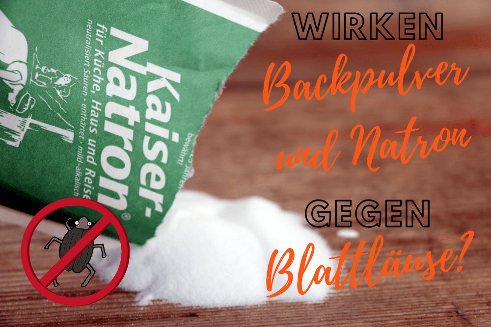 Backpulver/Natron bei kleinen Fliegen in Blumenerde