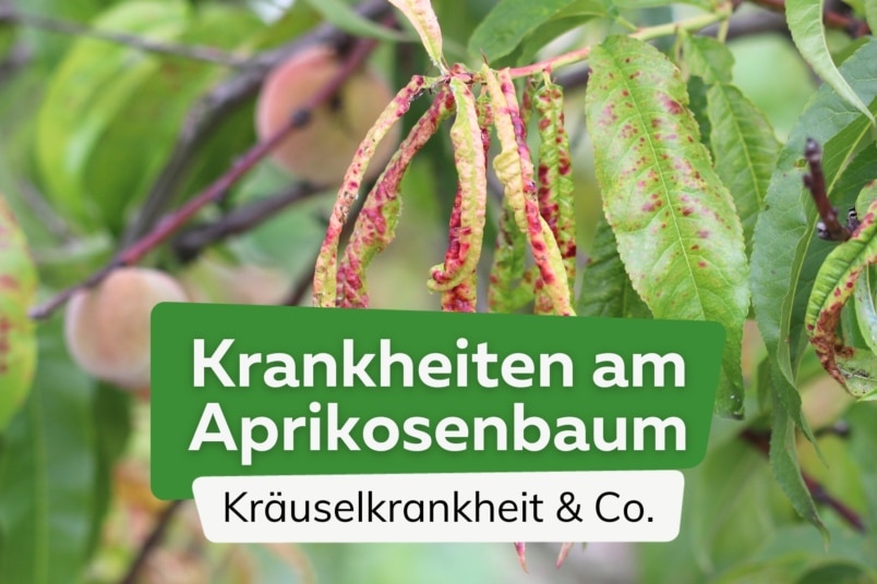 10 Krankheiten am Marillen- und Aprikosenbaum