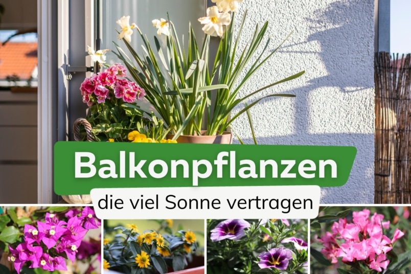 31 Pflanzen für den Balkon die viel Sonne vertragen