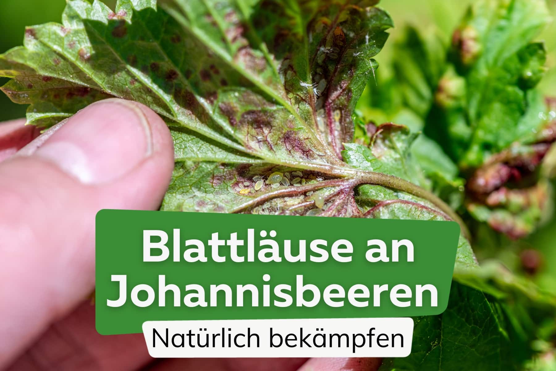 Läuse an Johannisbeeren: Blattläuse natürlich loswerden