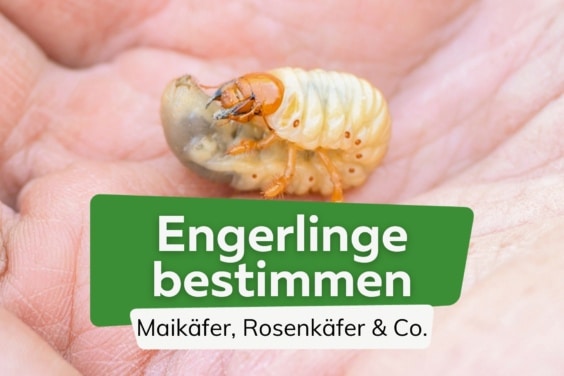 Engerlinge bestimmen: Rosenkäfer, Maikäfer & Co