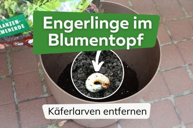 Engerlinge im Blumentopf: so werden Sie die Larven los