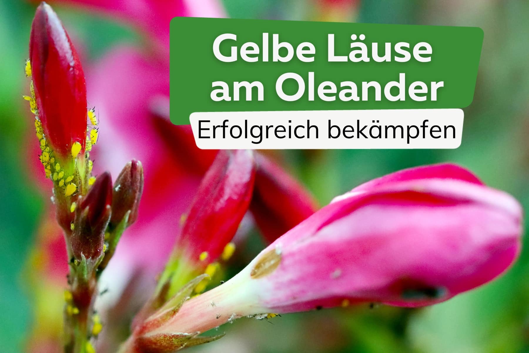 Gelbe Läuse am Oleander erfolgreich bekämpfen