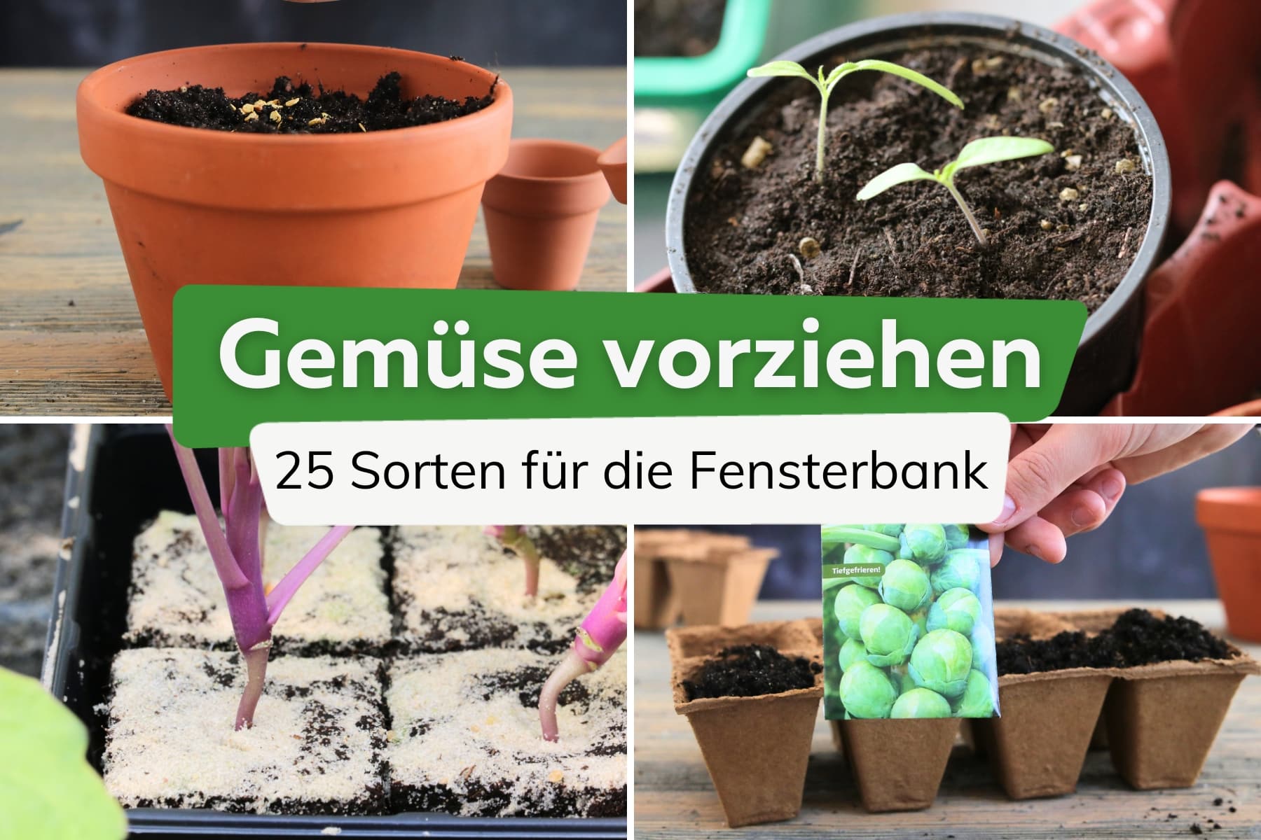 Gemüse vorziehen