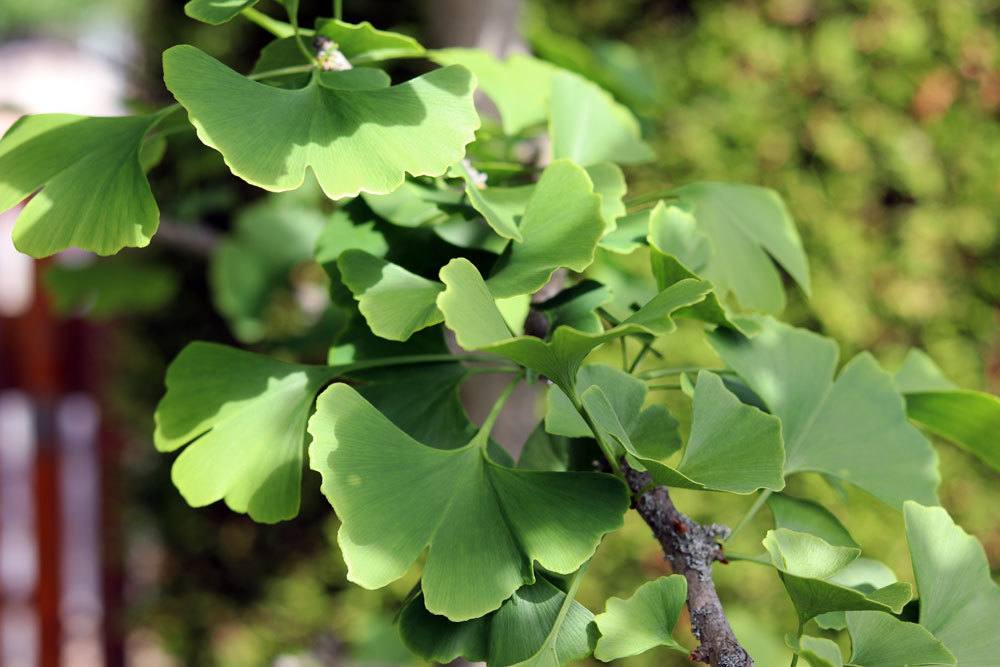 Ginkgo