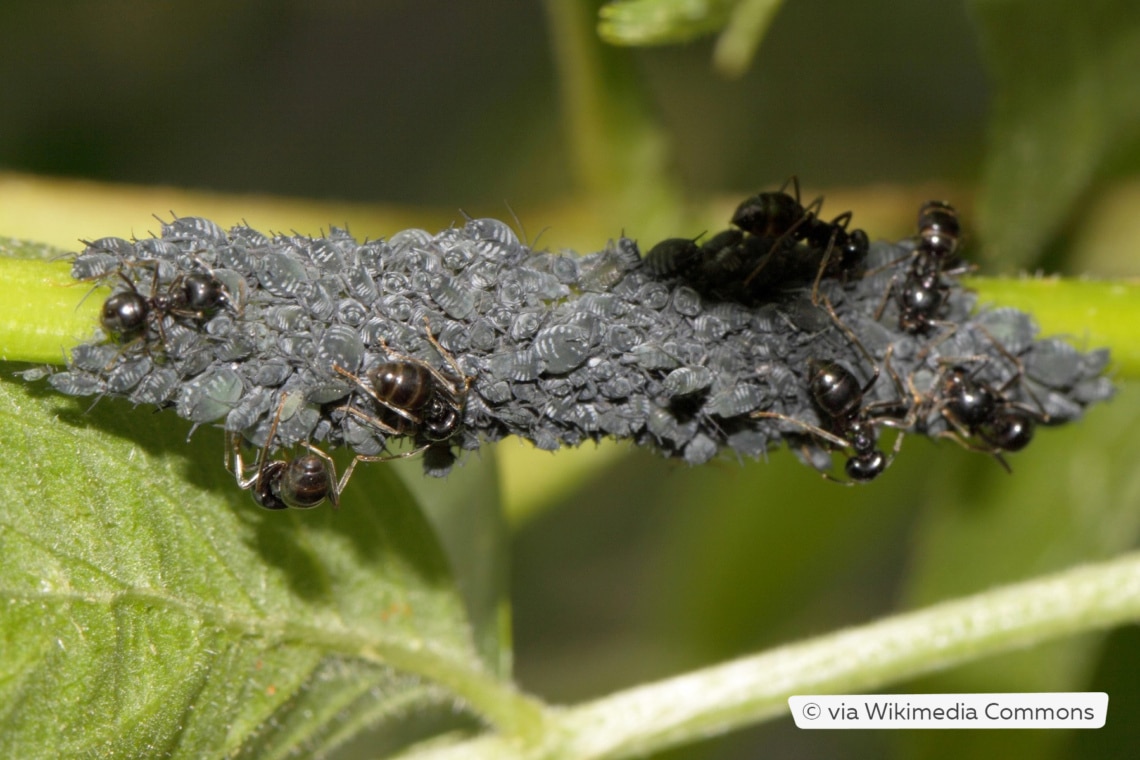 Holunderblattlaus (Aphis sambuci)