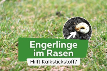 Engerlinge im Rasen - Hilft Kalkstickstoff?