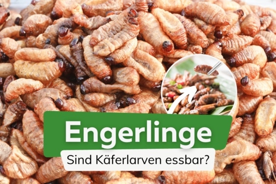 Frittierte Engerlinge mit Kräutern