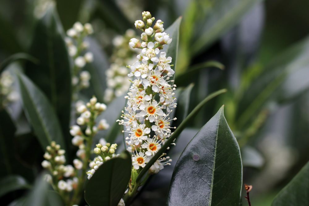 Kirschlorbeer als Spalierbaum