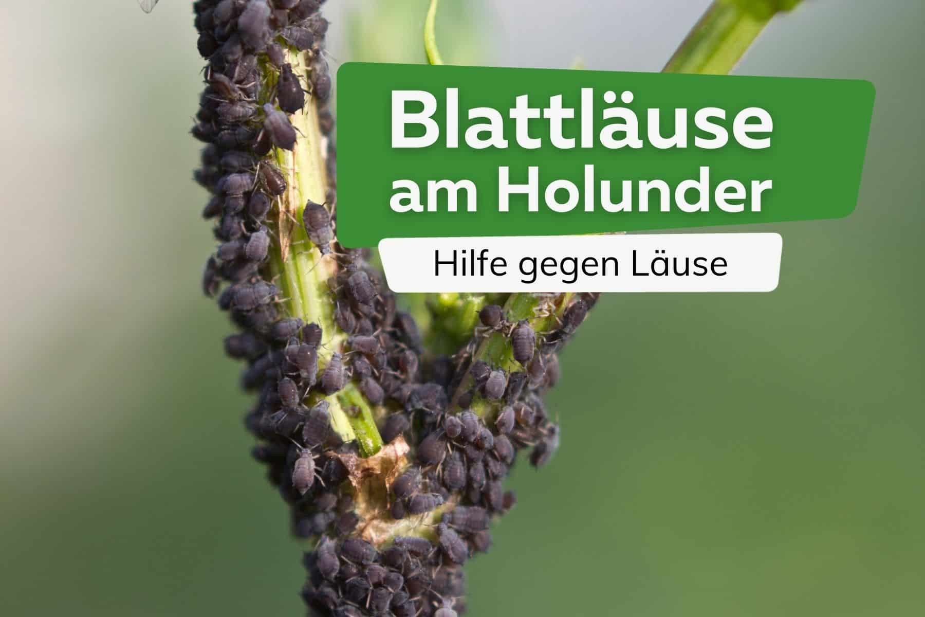 Blattläuse Holunder Titel