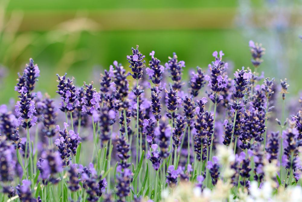 Lavendel aussäen gegen Mücken