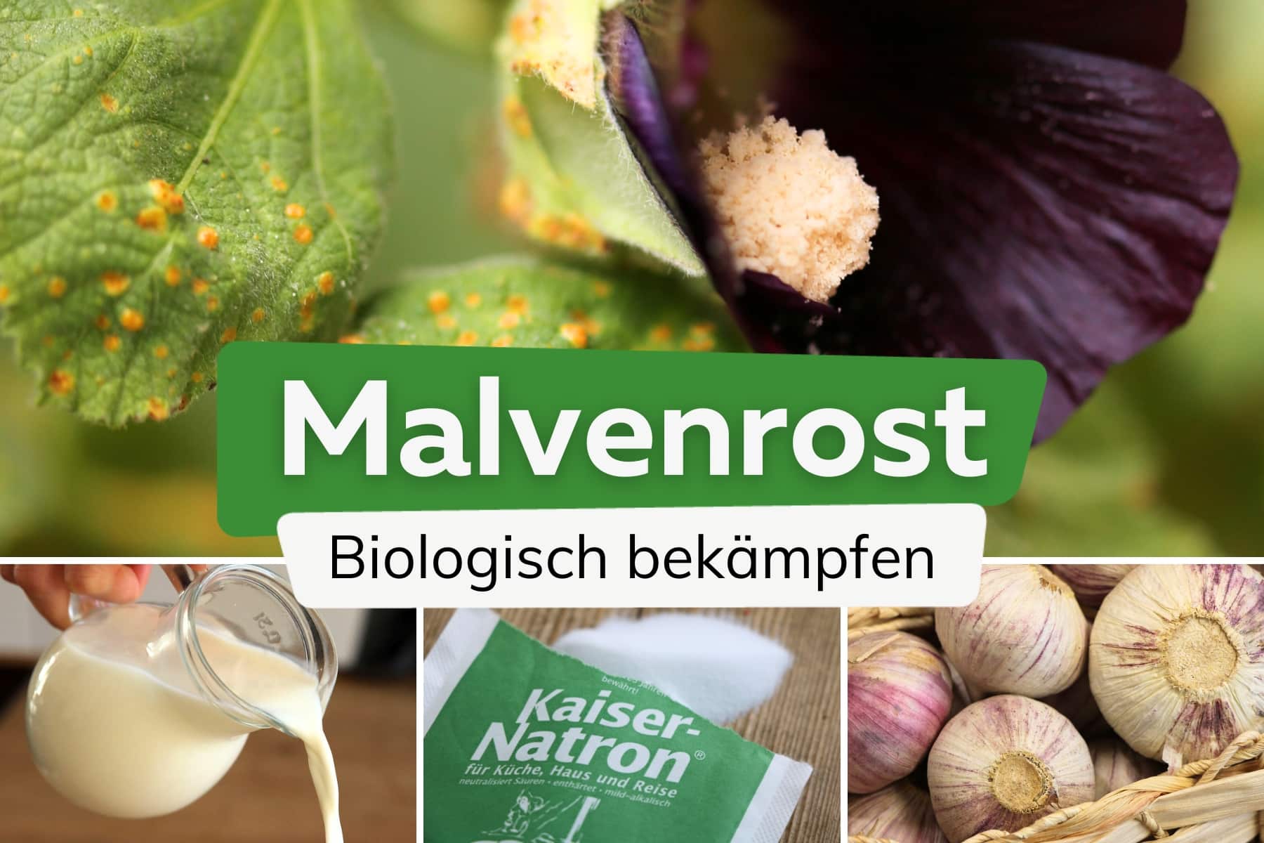 Malvenrost