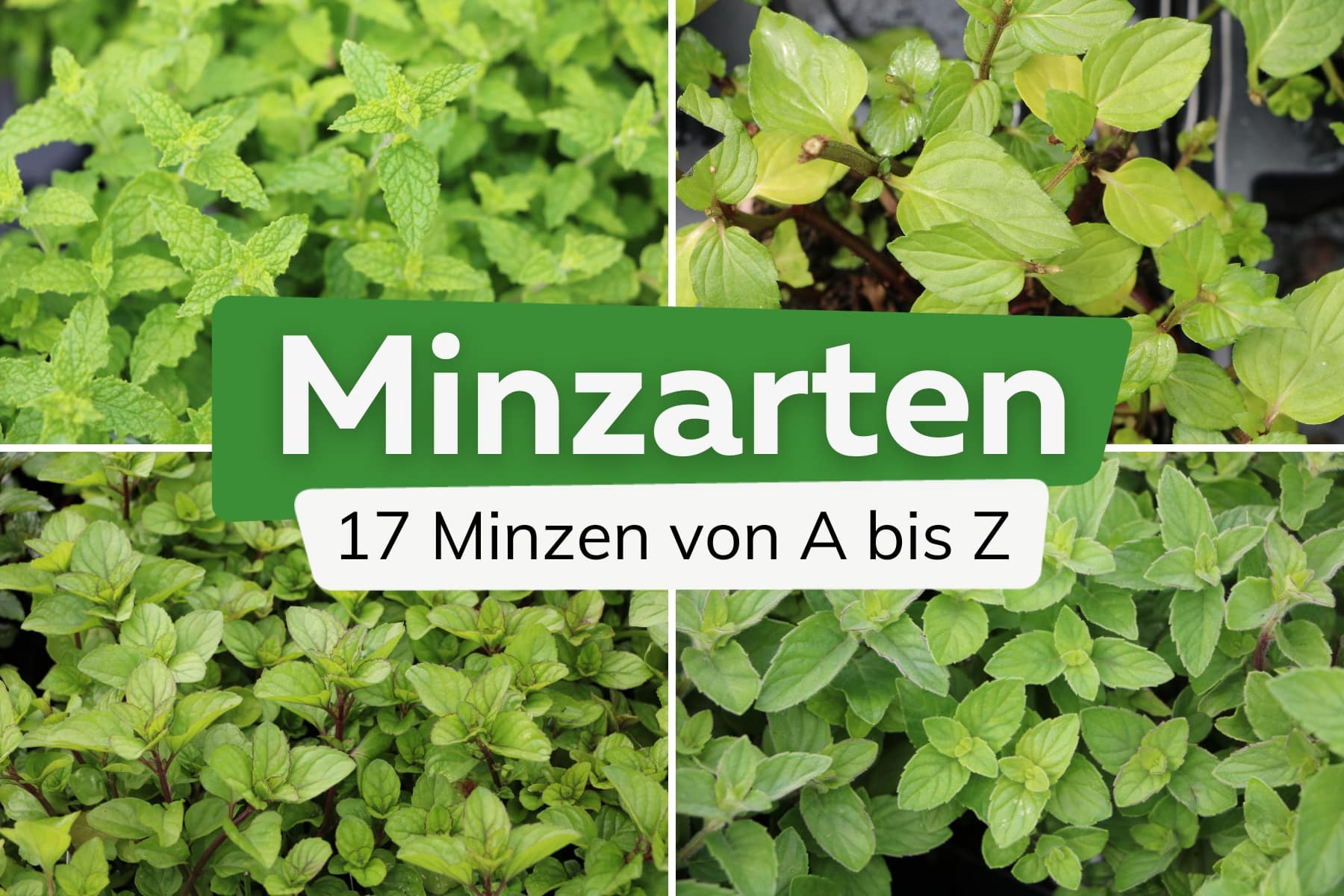 Minzarten von A-Z mit Bildern | 17 Minze-Sorten