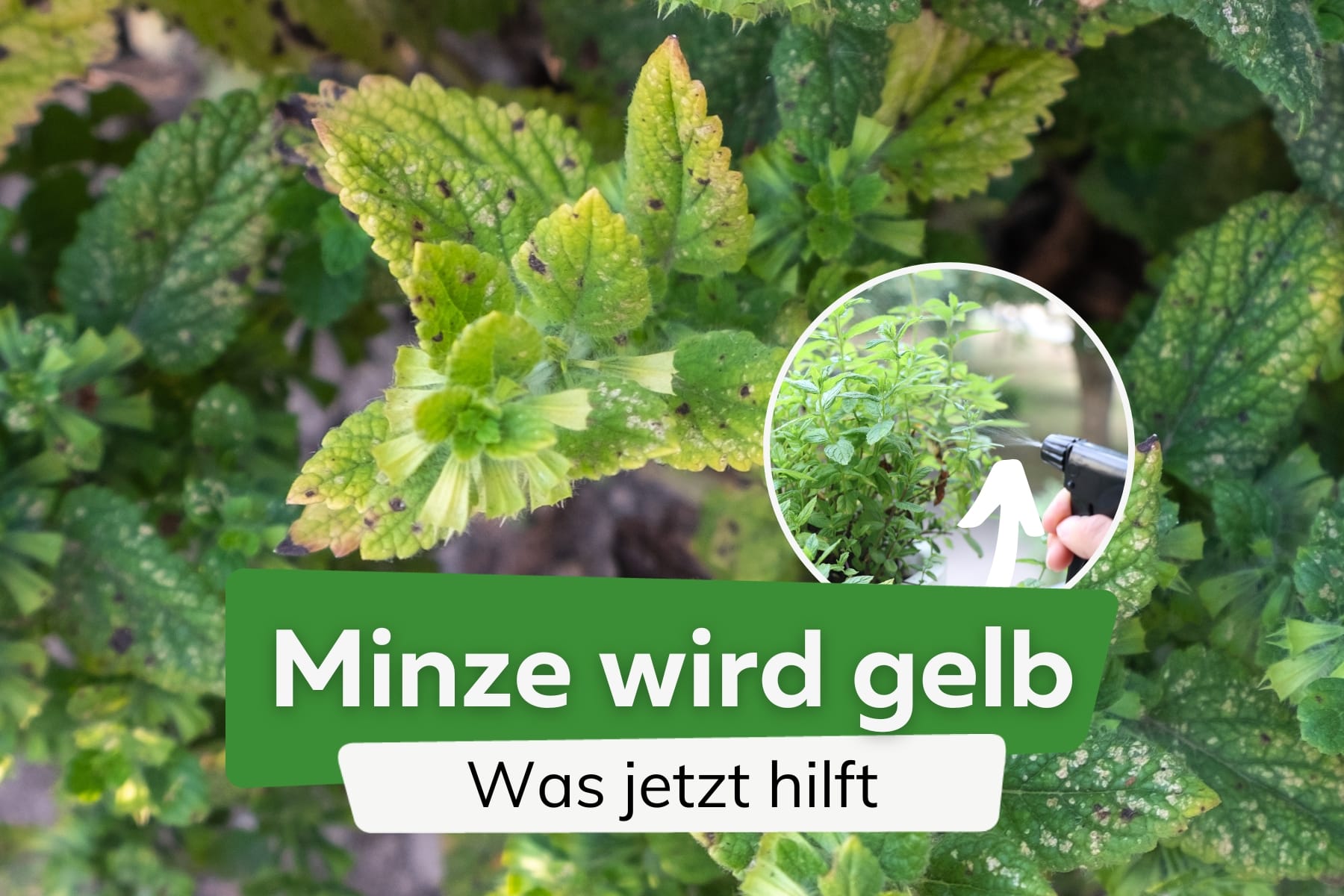 Minze bekommt gelbe Blätter: was tun?