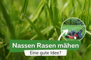 Darf man nassen Rasen mähen oder nicht?