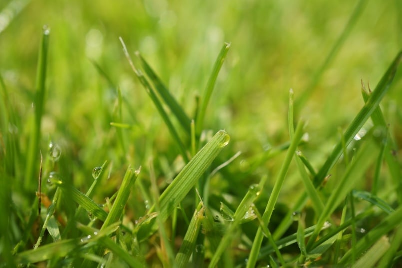 Wassertropfen auf Grashalmen im Rasen