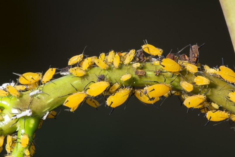 Oleanderblattläuse, gelbe Blattläuse (Aphis nerii)