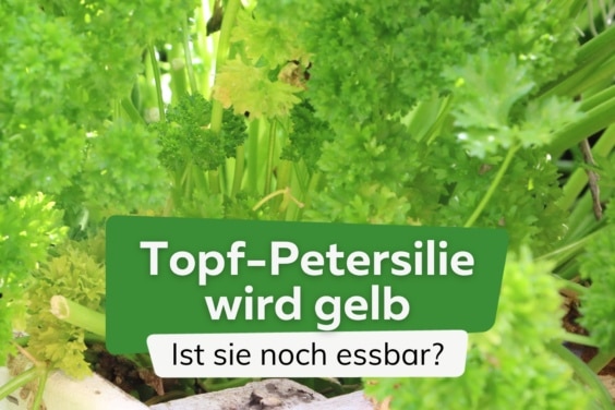 Warum wird Petersilie im Topf gelb? Ist sie essbar?