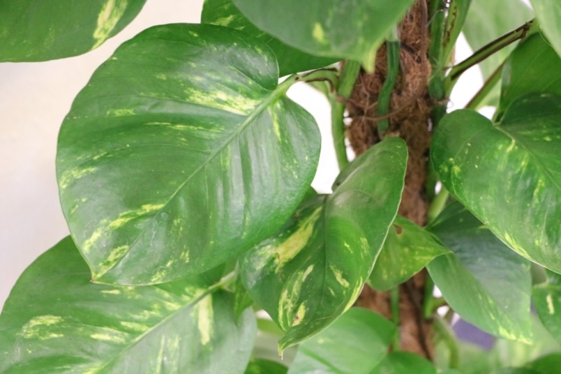 Philodendron mit Rankhilfe