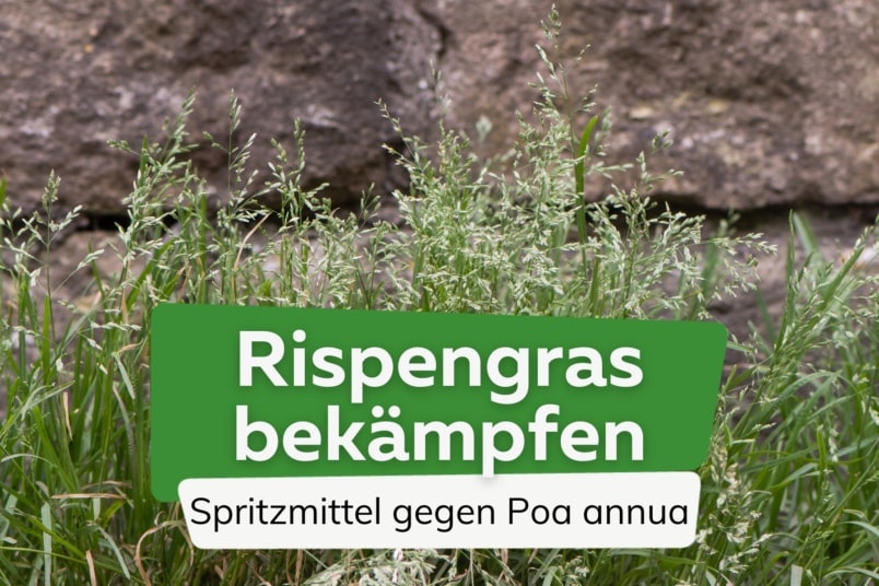 Poa annua bekämpfen | Bio-Spritzmittel & Alternativen gegen Rispengras