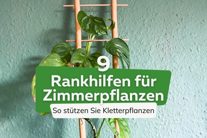 Rankhilfen für Zimmerpflanzen | Kletterpflanzen stützen | 9 Varianten