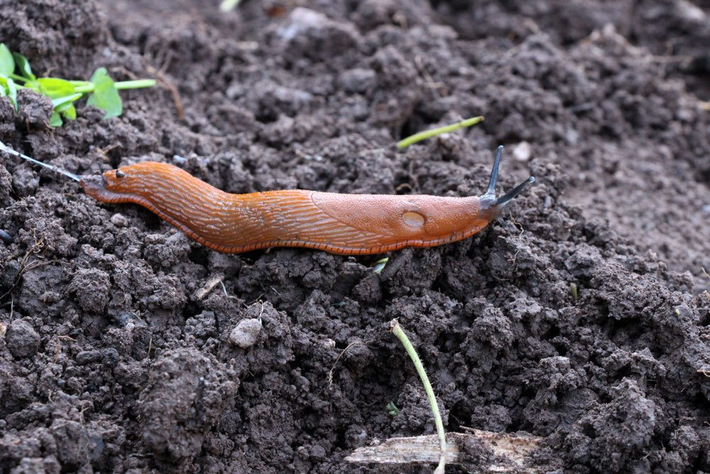 Schnecke