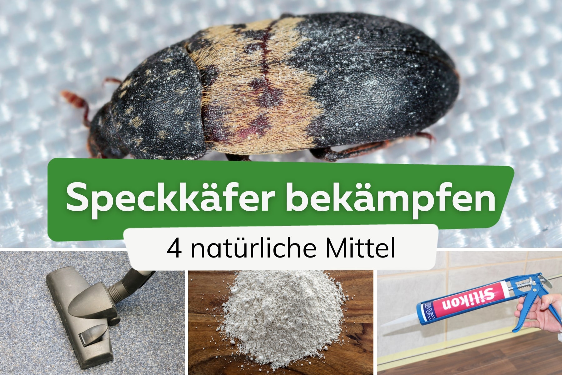 Speckkäfer bekämpfen