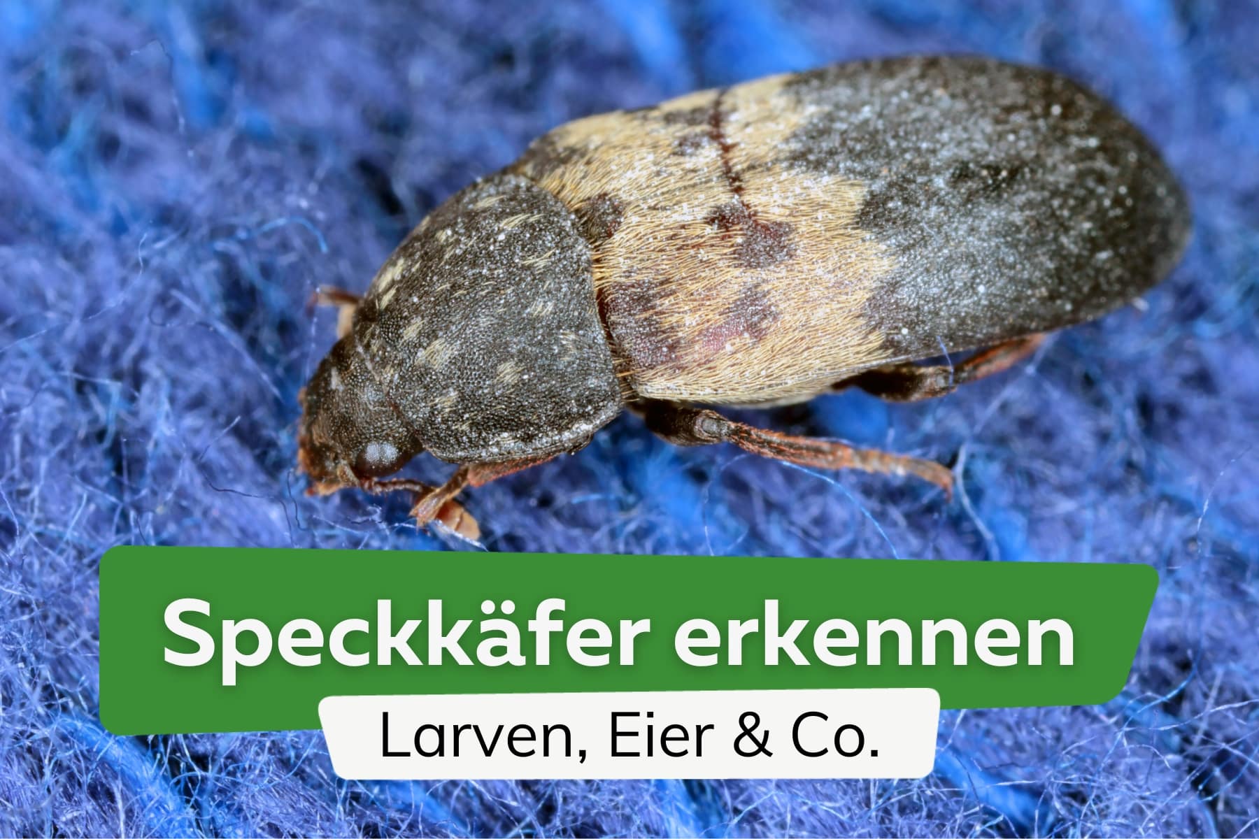 Gemeiner Speckkäfer: Aussehen, Bisse und Fallen