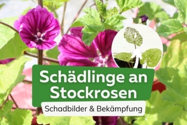 Schädlinge an Stockrosen | Bilder mit Befall