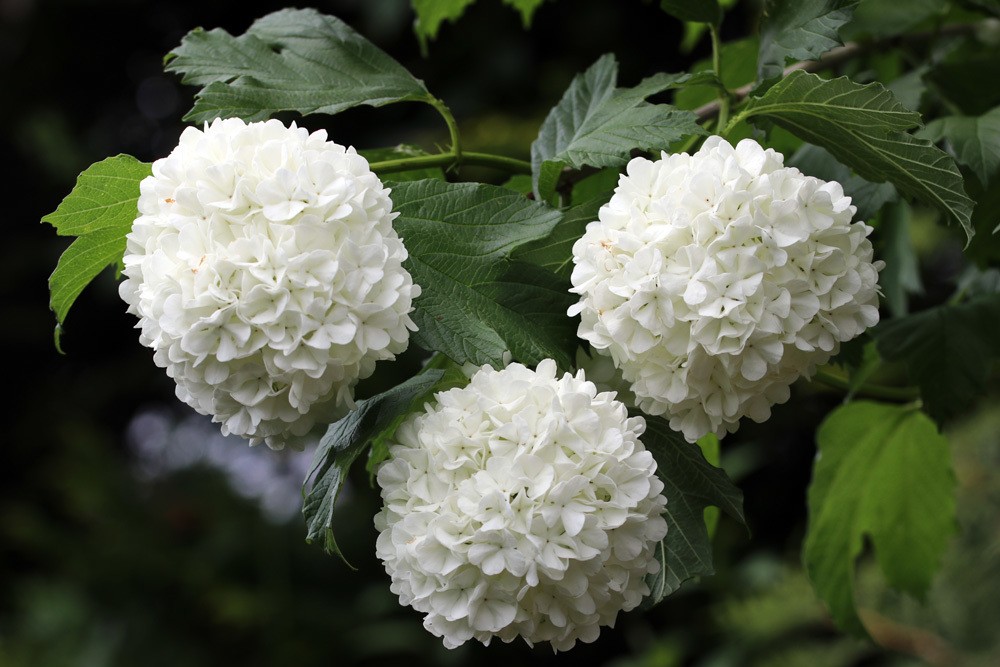 Viburnum opulus