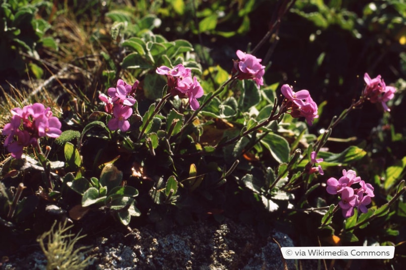 Wimpernblättrige Gänsekresse (Arabis blepharophylla)