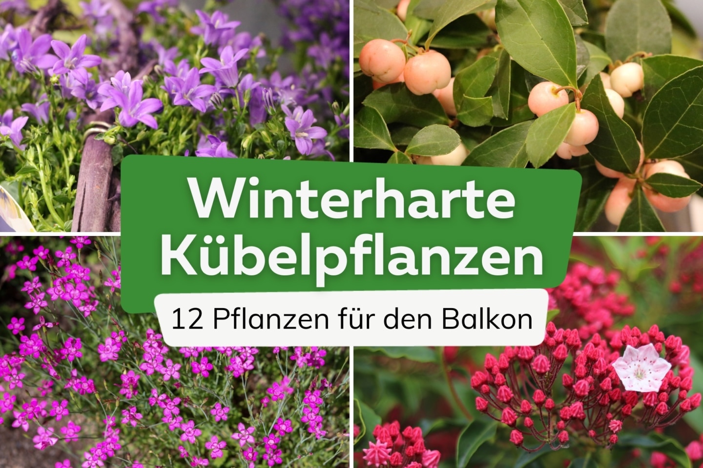 12 absolut winterharte Balkon und Kübelpflanzen