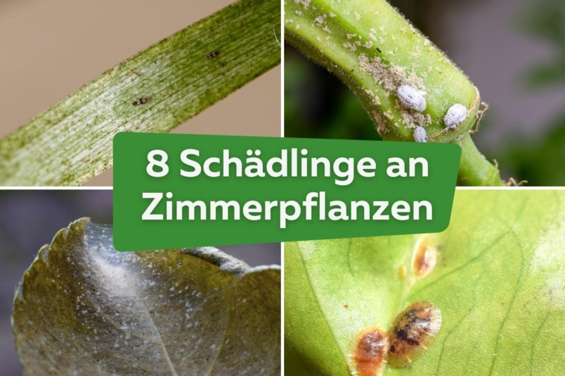 8 häufige Schädlinge an Zimmerpflanzen mit Bild | Thripse, Wollläuse, Spinnmilben, Schildläuse