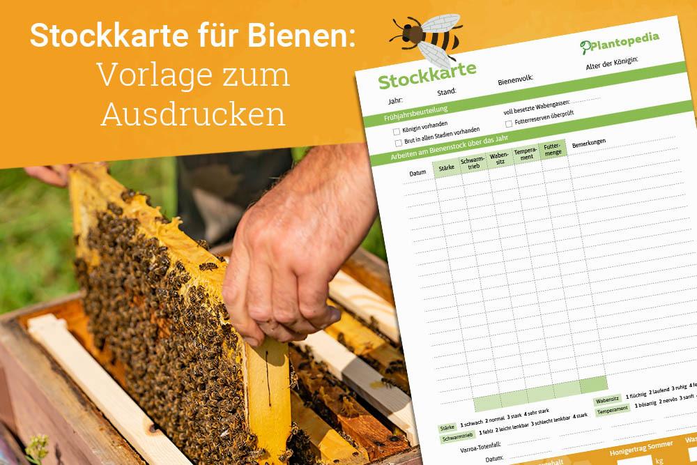 Stockkarte für Bienen