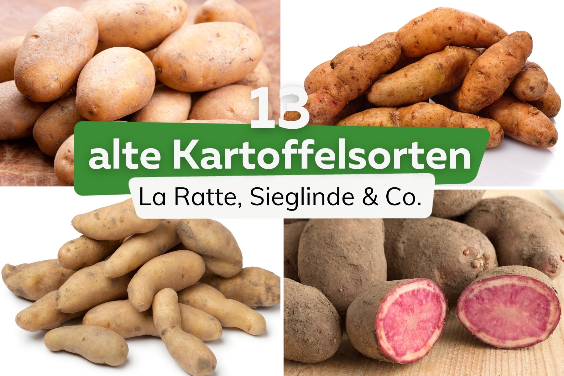 13 bewährte alte Kartoffelsorten und Raritäten