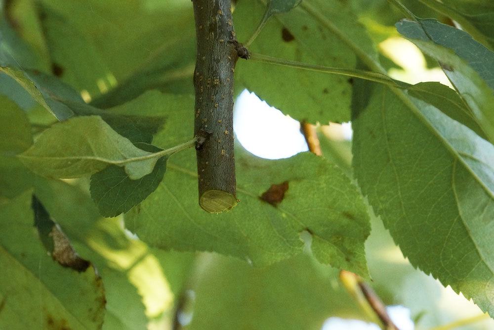 Apfelbaum schneiden