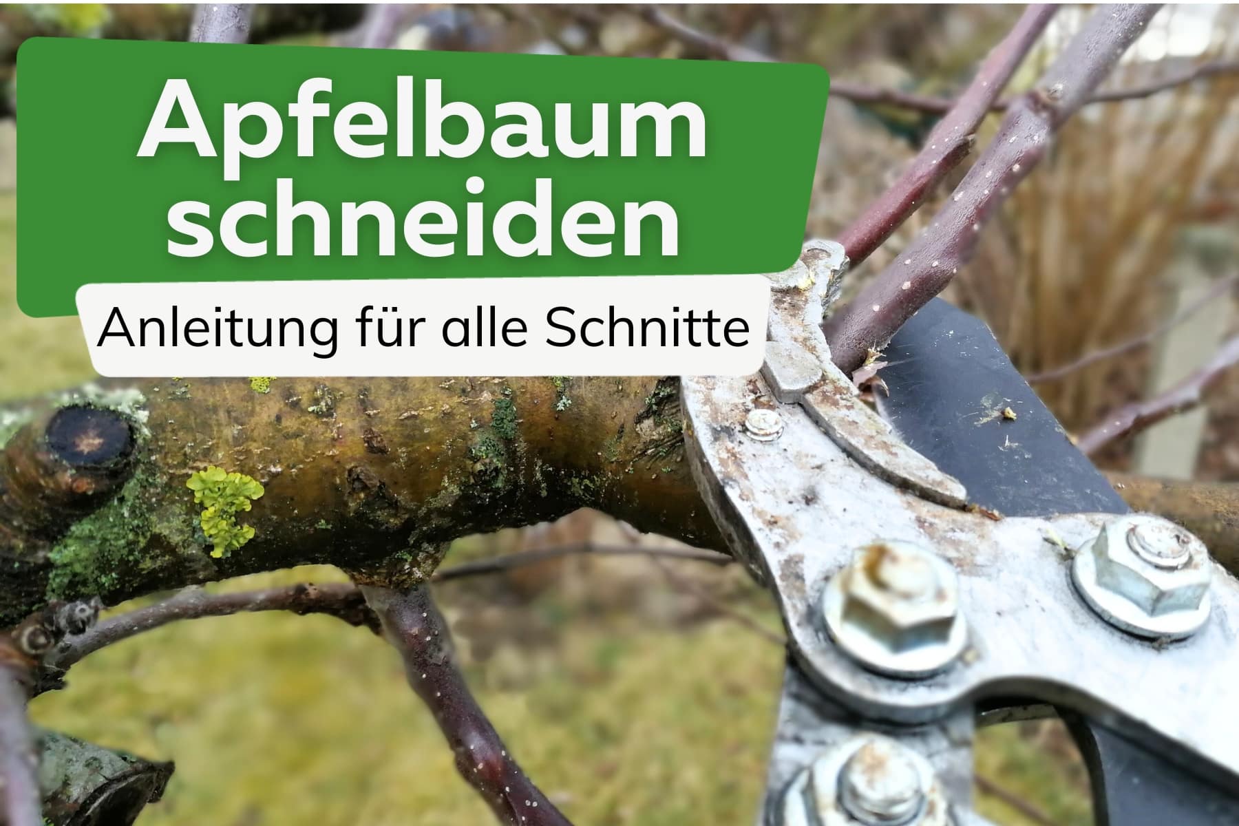 Apfelbaum schneiden: Anleitung für alle Schnittarten