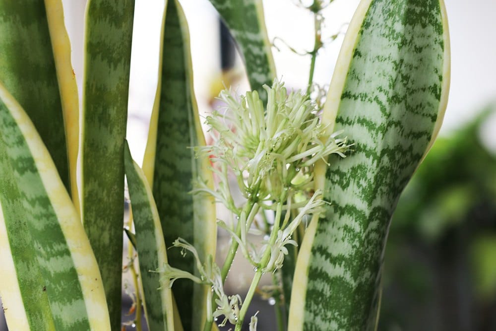 Blüte von Bogenhanf