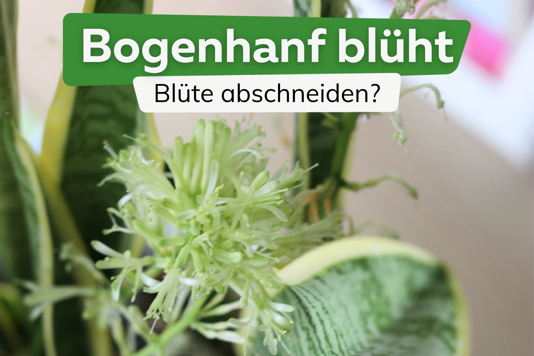 Bogenhanf blüht: Sansevieria-Blüten abschneiden?